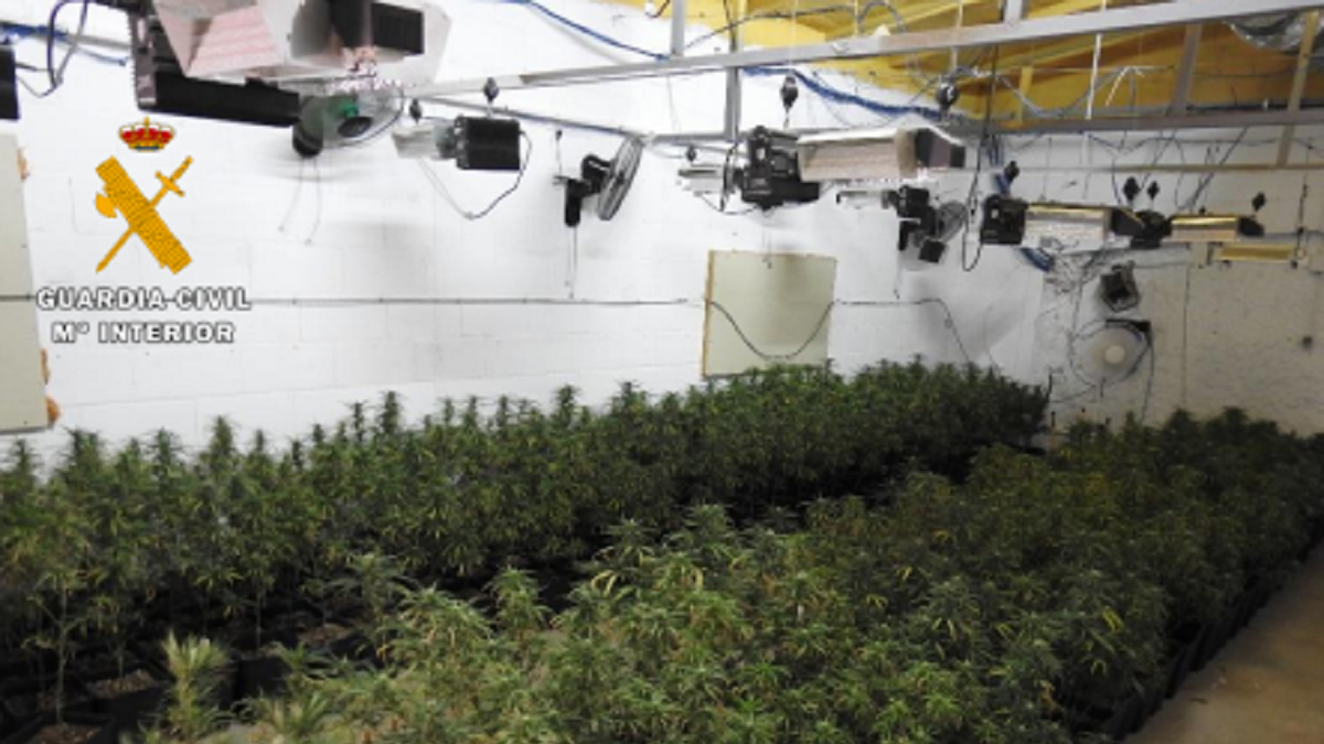 La Guardia Civil desmantela una plantación de marihuana en Valladolid. E.M.