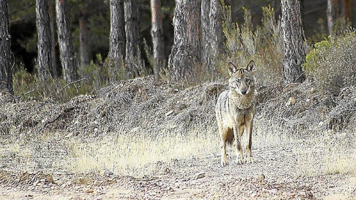 Un lobo en plena naturaleza.-EL MUNDO