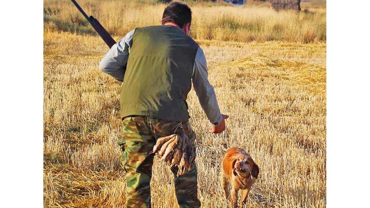 Benjamín Juez, cazador burgalés, cobra una codorniz la pasada temporada.-LEONARDO DE LA FUENTE