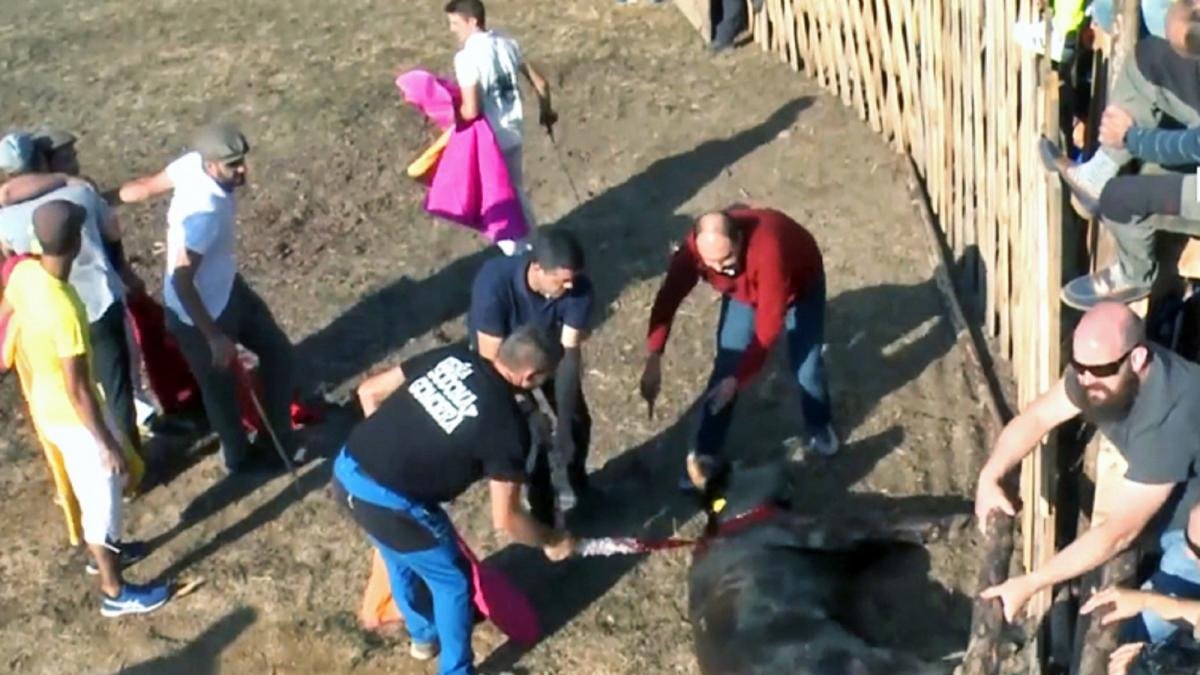Una de las imágenes del vídeo que grabó Pacma.-EL MUNDO