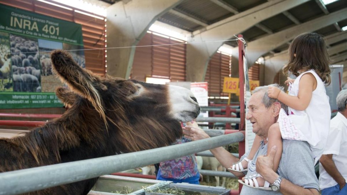 El recinto ferial de Salamanca acoje la 29 Exposición Internacional de Ganado Puro 'Salamaq 2017'. En la imagen un visitante con un burro zamorano.-ICAL