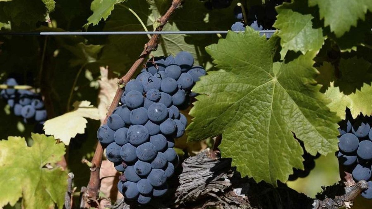 La variedad Gajo Arroba, procedente de las Arribes del Duero, fue reconocida en el año 2016.-HDS