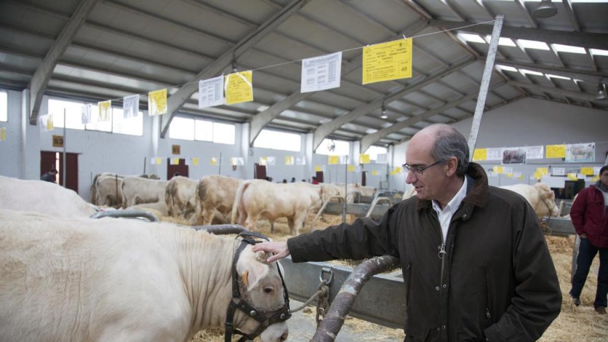 El presidente de la Diputación de Salamanca, Javier Iglesias, inaugura la Exposición, Concurso y Venta de ejemplares de la raza vacuna Aberdeen, Angus, Blonda de Aquitania, Charolés y Limusín.-ICAL