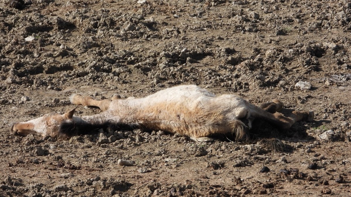 PACMA denuncia ante la Guardia Civil la presencia de caballos malnutridos y un cadáver en una explotación ganadera de Bercero, en Valladolid. -PACMA