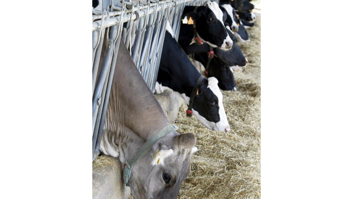 Vacas de leche en la granja de Ventosa de San Pedro.-HDS