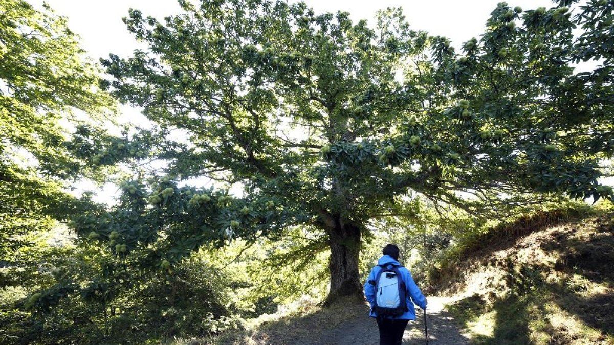 La ruta de los castaños de Hermisende tiene un recorrido circular de 8 kilómetros con principio y final en el corazón del pueblo zamorano.-JOSÉ LUIS CABRERO