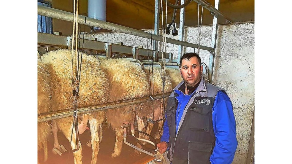 Juan Manuel Rodríguez en la sala de ordeño de su granja. Este ganadero de Villafáfila se plantea incluso abandonar.-E.M.