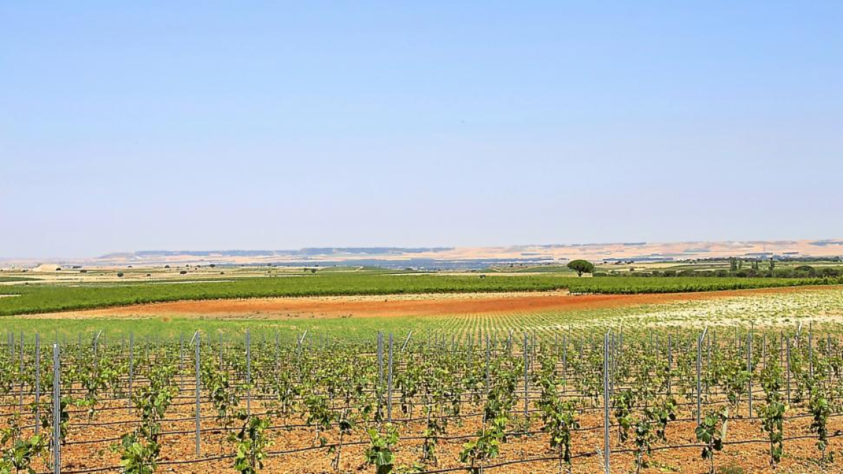 Viñedo de la DO Rueda, en Valladolid.