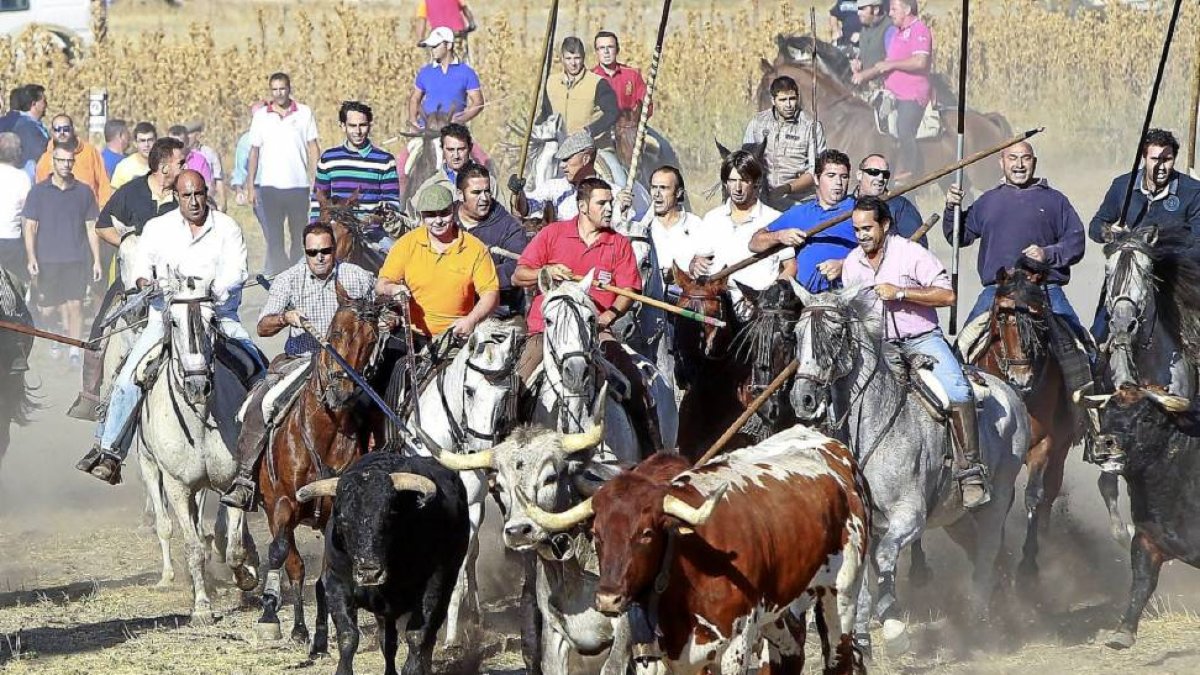 Un grupo de caballistas conduce a la manada ayer, en el recorrido campero del encierro mixto de Aldeamayor de San Martín.-J. M. Lostau