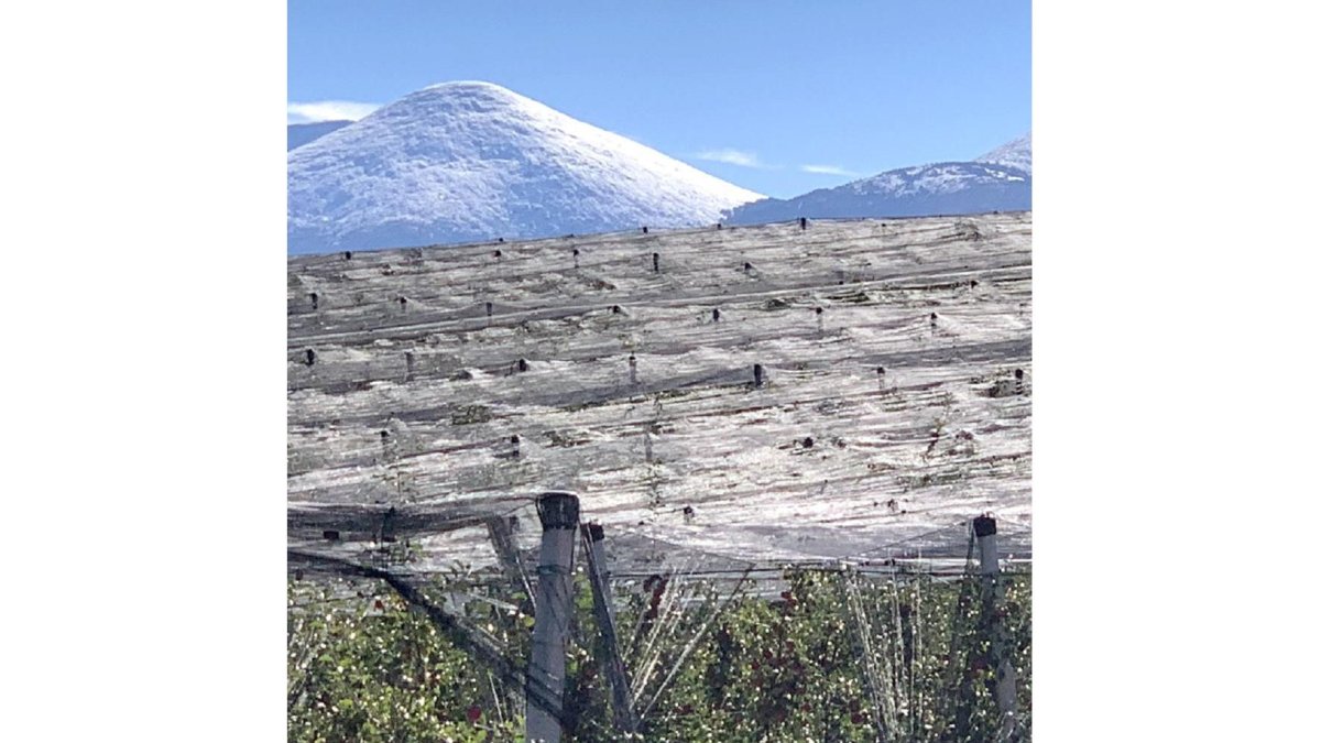 Finca Altos de Yara con el Moncayo al fondo nevado.-Mario Tejedor