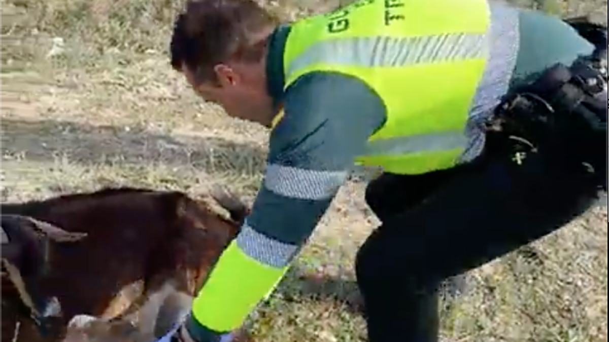 Un Guardia Civil asiste a un parto de una cabra en una carretera de Valladolid. / G. CIVIL