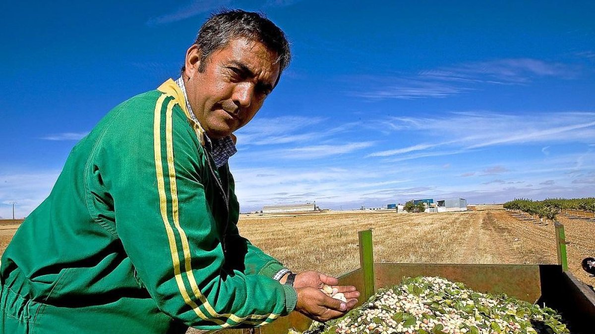 Félix Talegón recogiendo pistachos en su finca de Tagarabuena en una campaña pasada.-ICAL