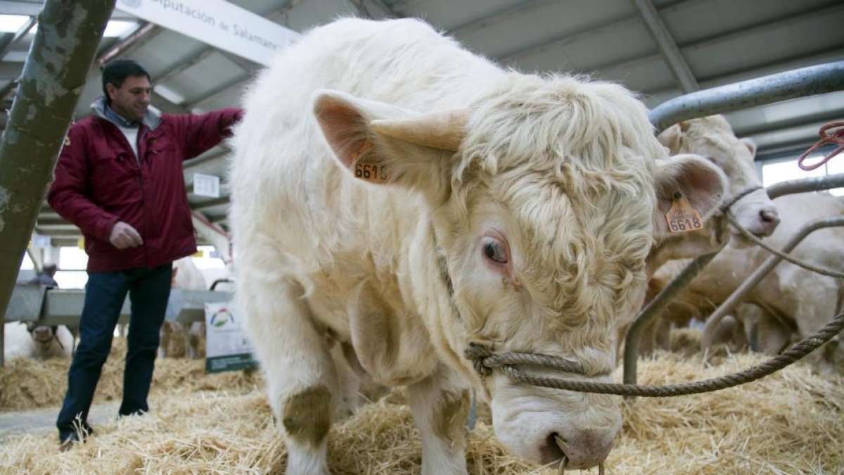 Un veterinario examina a un ejemplar en una granja de vacuno. / ECB