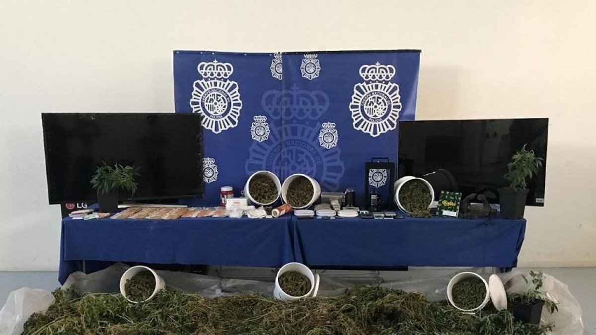 Marihuana incautada en la operación.-EUROPA PRESS