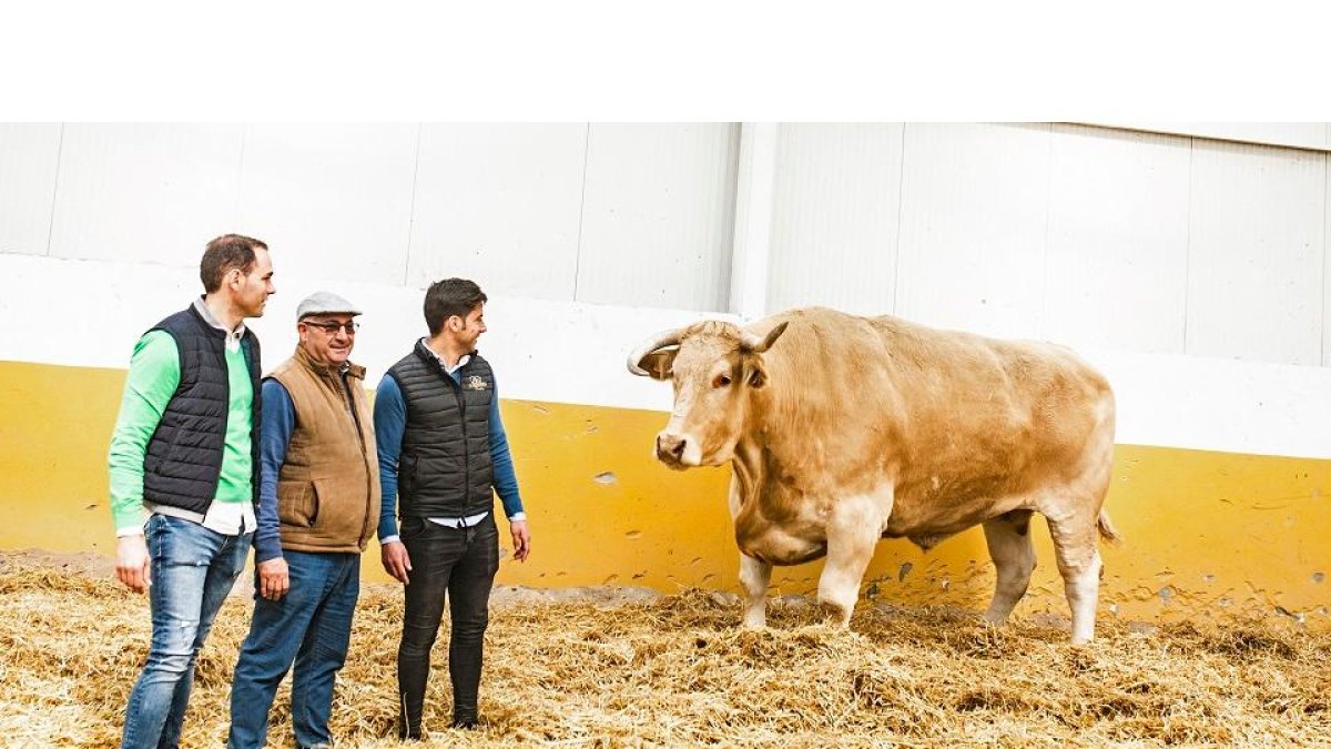 Alberto, Luis y Jorge Guijarro contemplan las hechuras del animal, de raza blonda de Aquitania, que pace en una ‘suite’ de lujo de 700 metros de superficie con todo tipo de comodidades. / LA POSADA