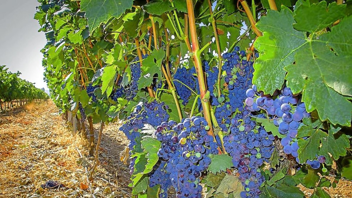 Imagen de los viñedos de la Denominación de Origen Ribera del Duero.-E. M.