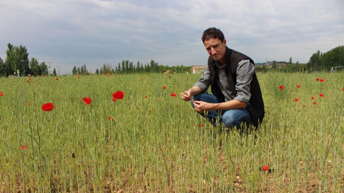 Abel Barrios, profesor titular de la Escuela Universitaria de Ingeniería Técnica Agrícola, en los campos de INEA de Valladolid.-M.C.