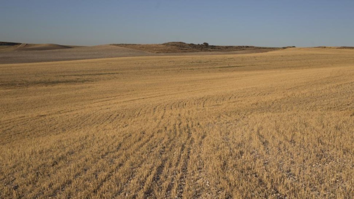 Campos de cultivo de cereales en los alrededores de Torrelobaton.-Antonio Heredia
