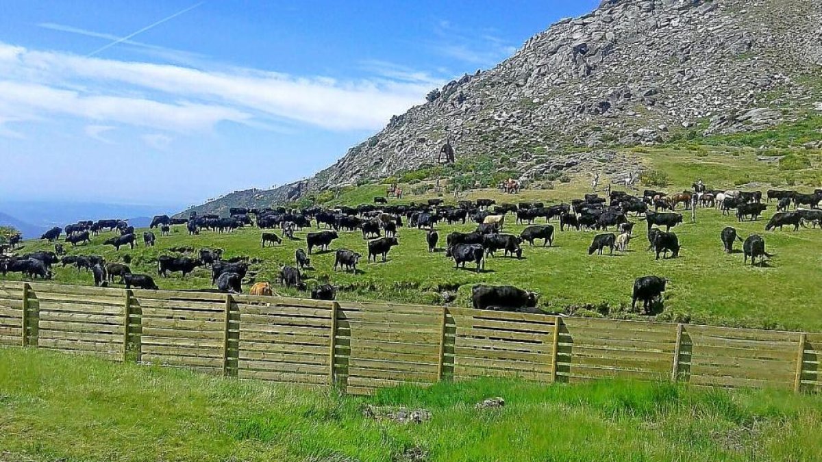 Vacas pastando en Navalcán (Toledo) antes de retornar a los agostaderos de Gredos.-A.G.