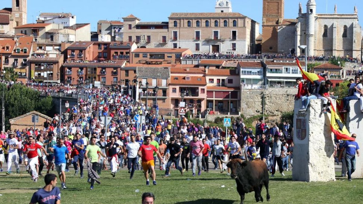 Encierro del Toro de la Vega.-ICAL