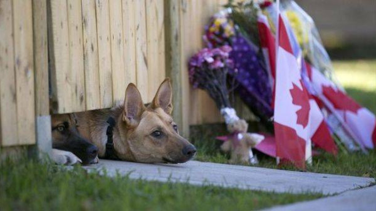 Los dos perros de Nathan Cirillo, el militar asesinado por un yihadista el miércoles en Otawa asoman bajo la puerta de su vivienda.-Foto: AP