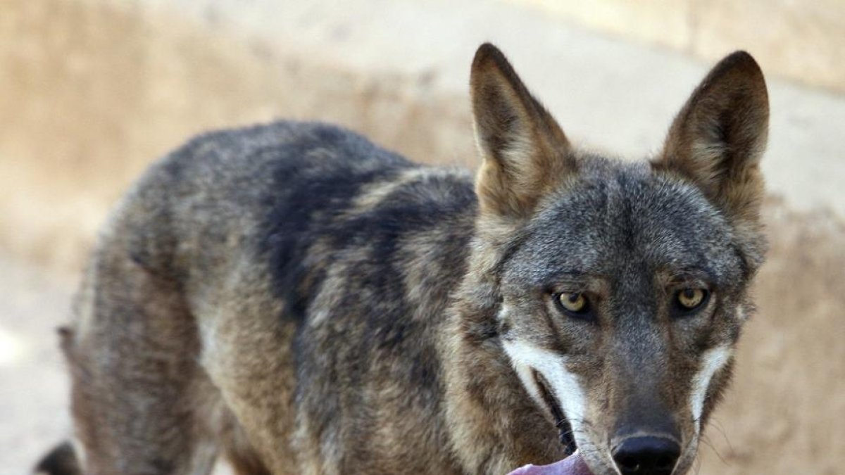 Un lobo en Castilla y León-ICAL