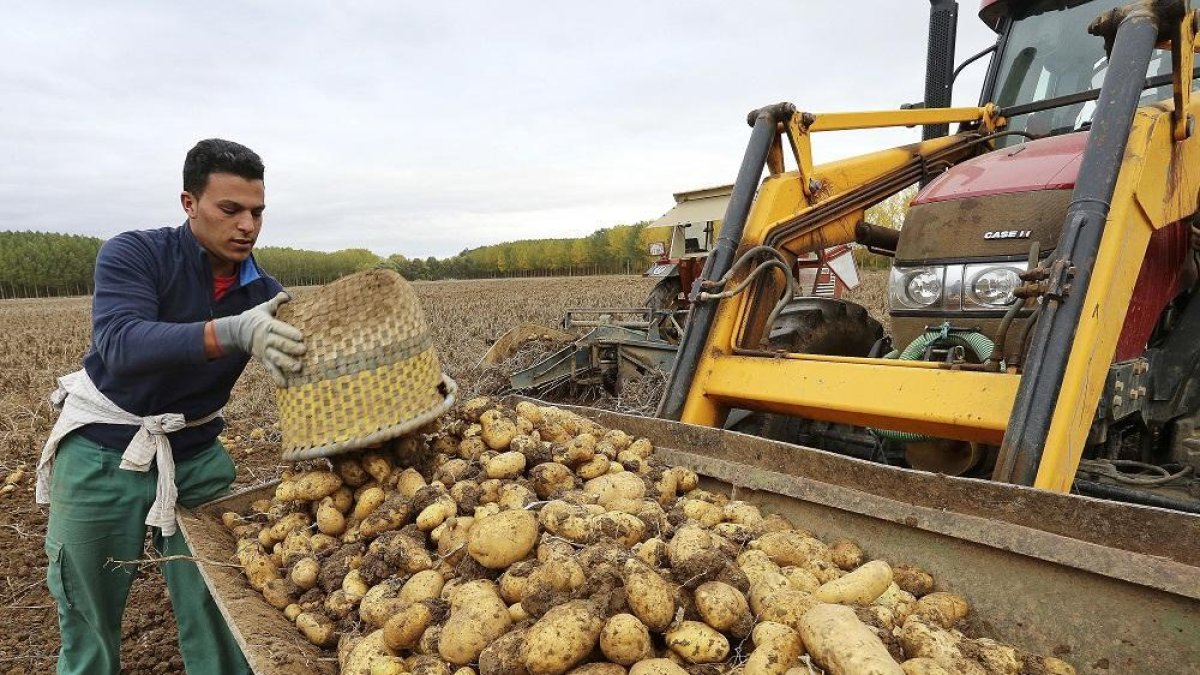 Recogida de patatas en una finca cercana a la localidad palentina de Ventosa de Pisuerga.-ICAL