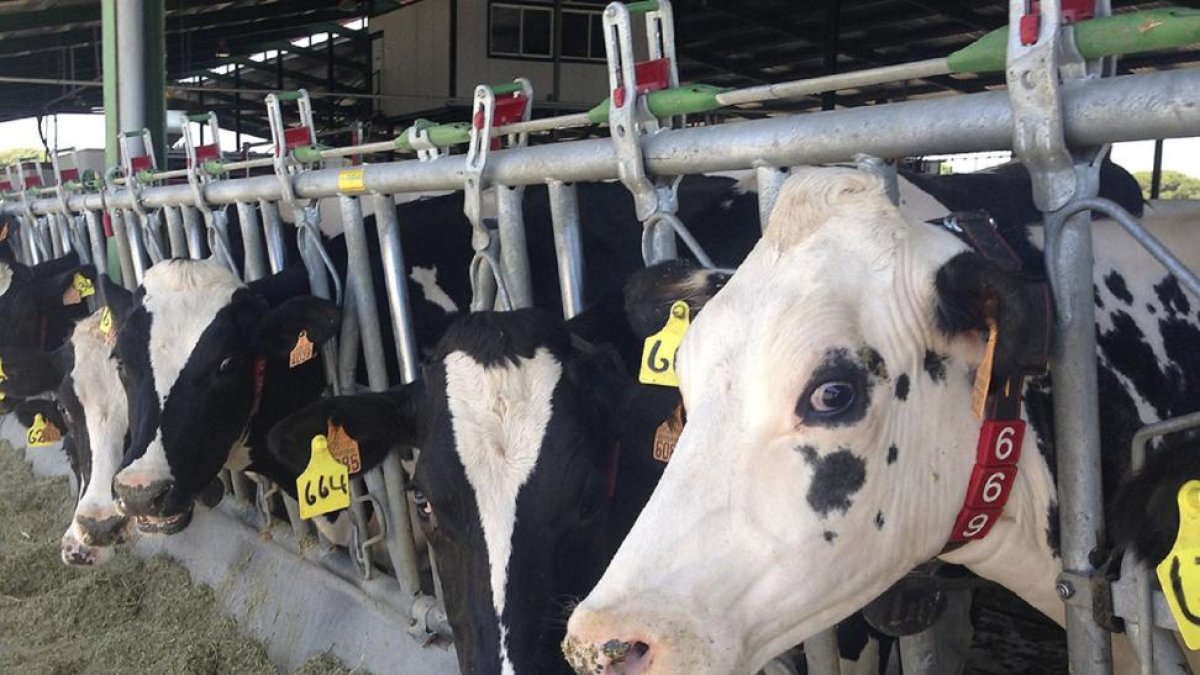 Explotación de vacuno de leche en Villanueva de Duero (Valladolid).-M.C.