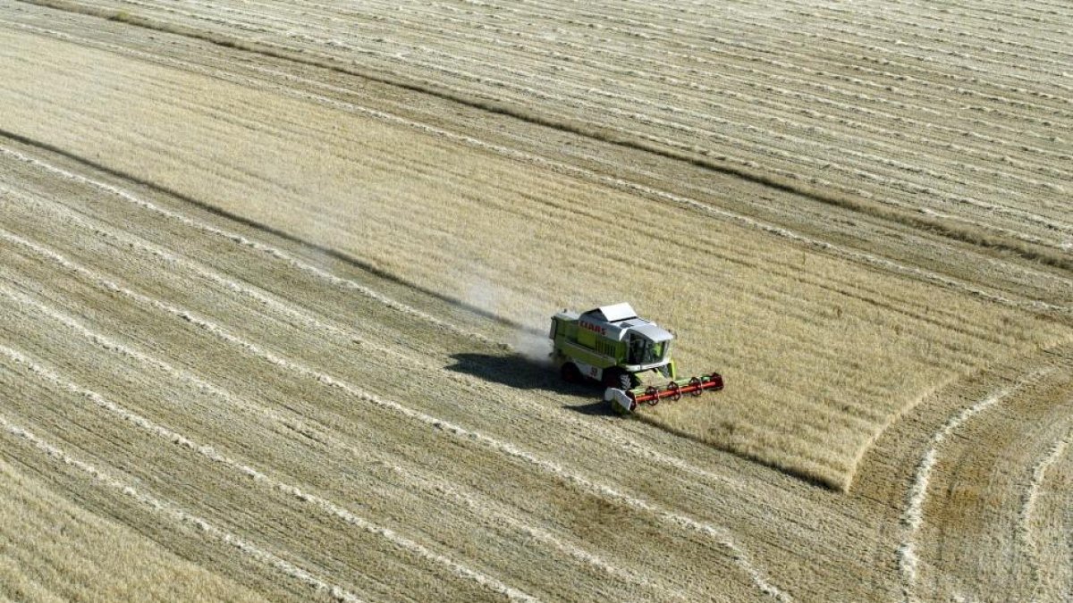 Una cosechadora trabaja en un campo de cereal en Valladolid.-ICAL