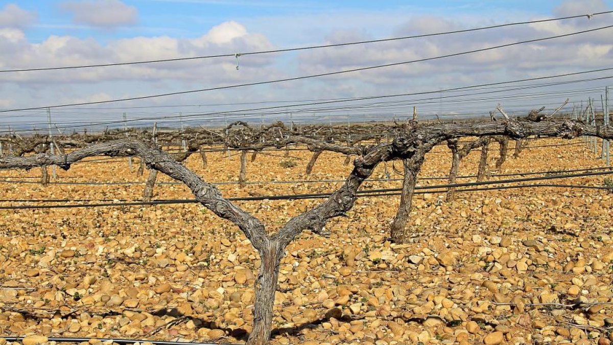 Viñedos en La Seca, Valladolid.-MAR TORRES