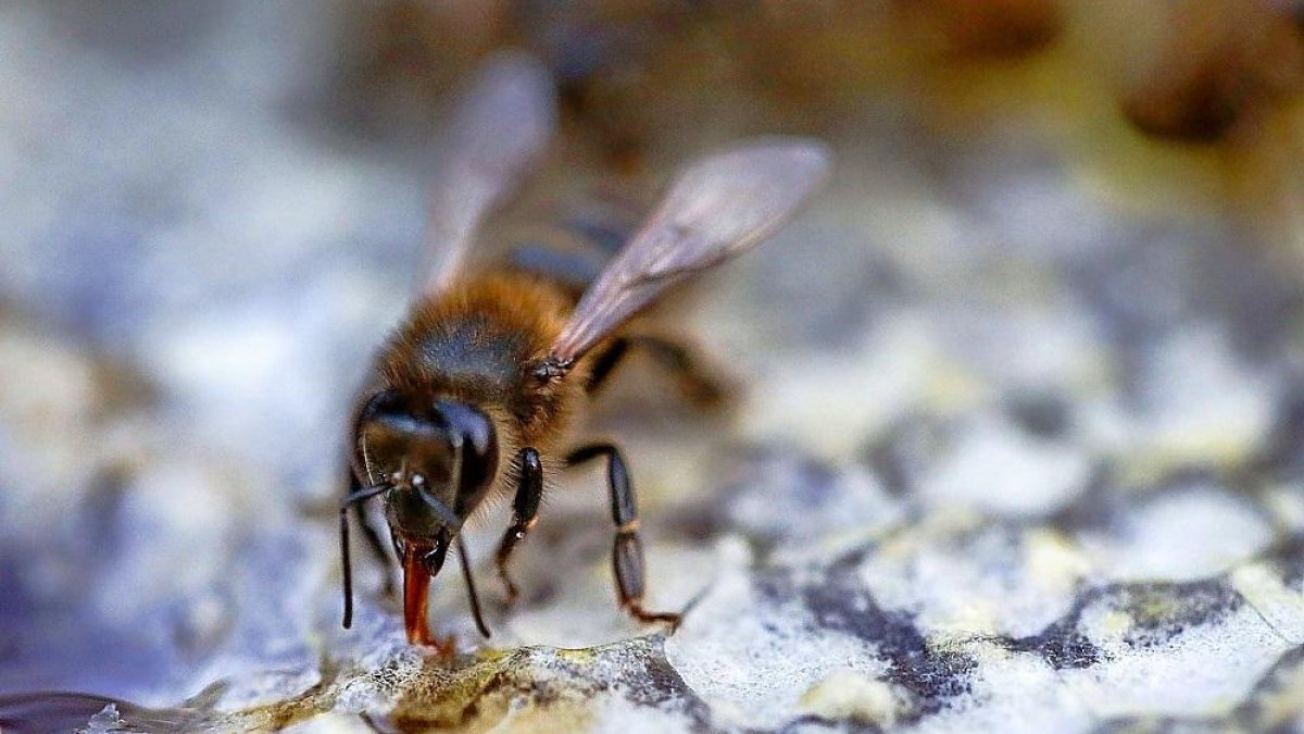Imagen de una abeja en un panal de la provincia salmantina.-ENRIQUE CARRASCAL
