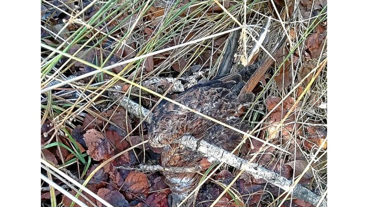 Cadáver de uno de los milanos encontrados en La Pedraja.-EL MUNDO