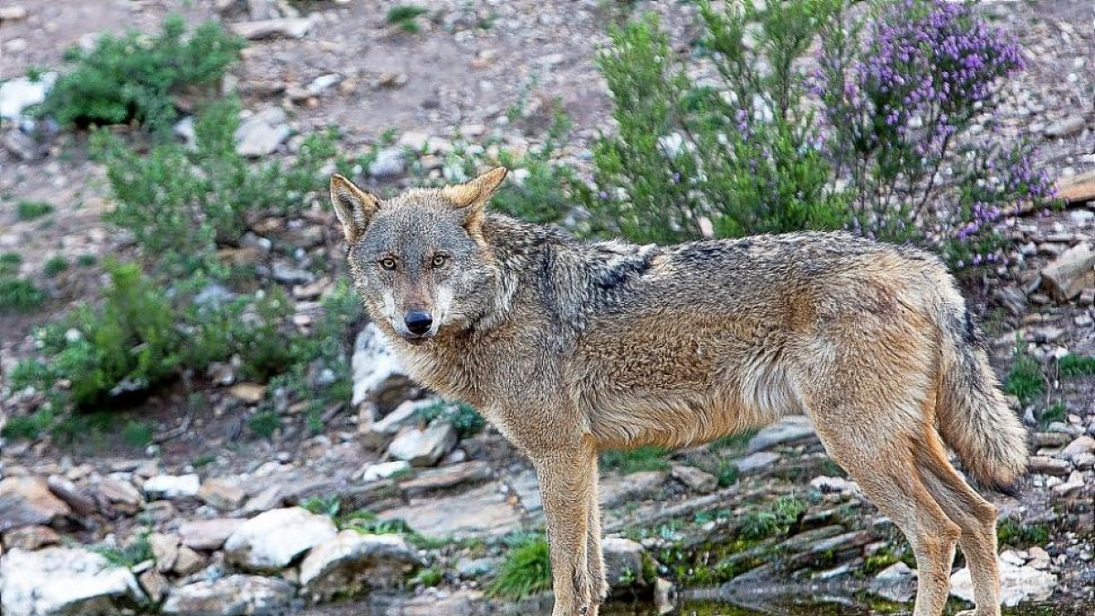 Un ejemplar de lobo ibérico en el centro de Robledo de Sanabria (Zamora).-ICAL