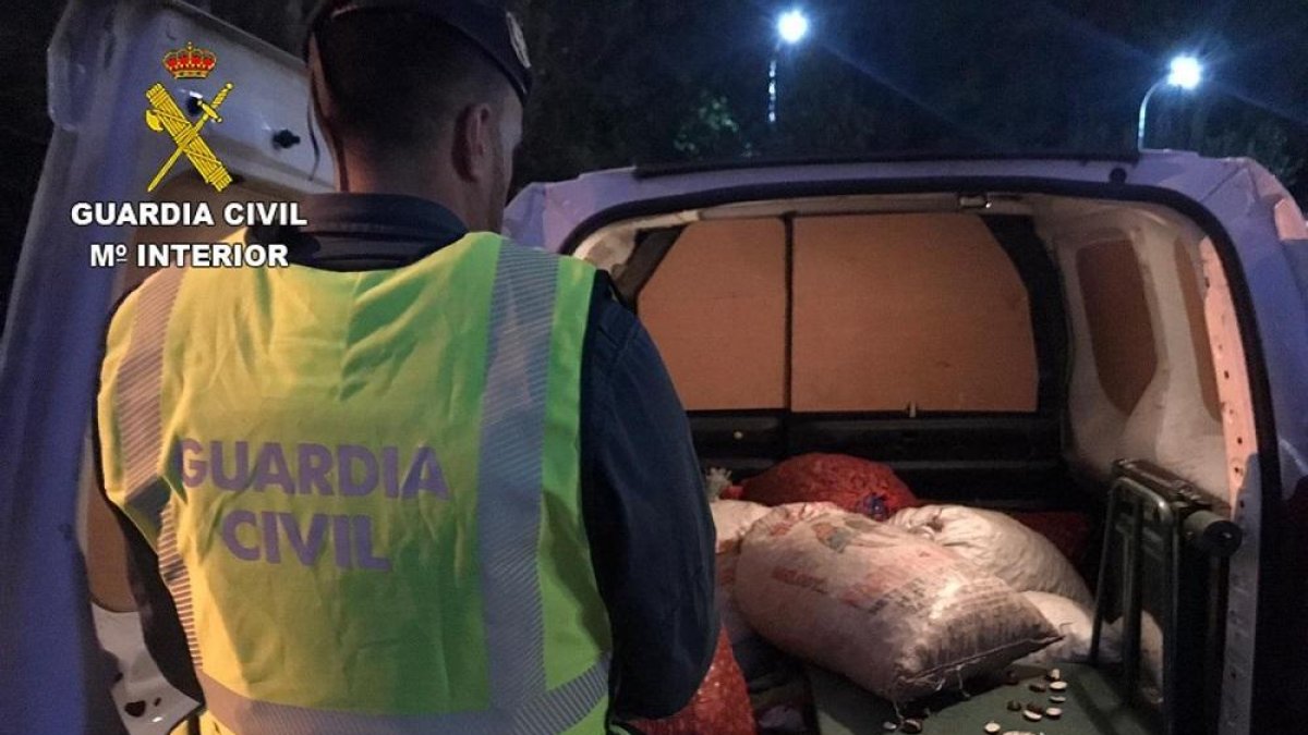 Castañas que ha recuperado la Guardia Civil en El Bierzo.-GUARDIA CIVIL