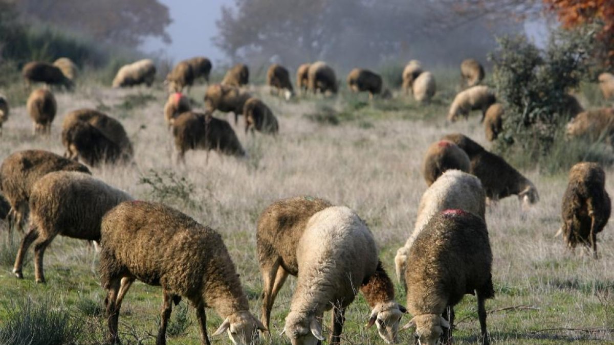 Rebaño de ovejas pastando en un prado en la provincia de León.-ICAL