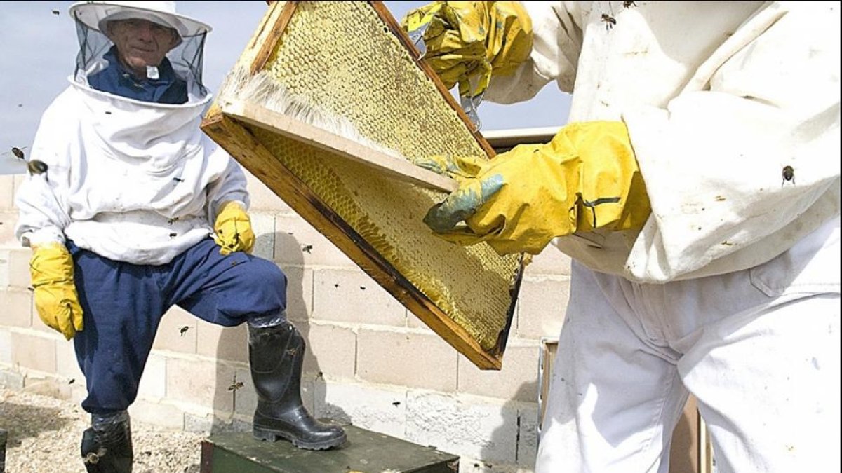 Los apicultores apoyan la medida al considerar que la eliminación de estos insecticidas podría repercutir positivamente en la producción de miel.-ECB