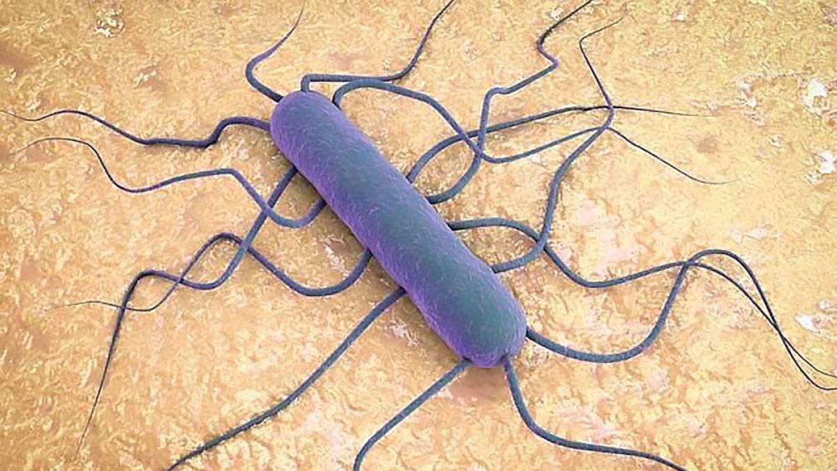 Fotografía a escala microscópica de la bacteria ‘Listeria monocytogenes’, detectada en algunos envíos de carne . CSIC-