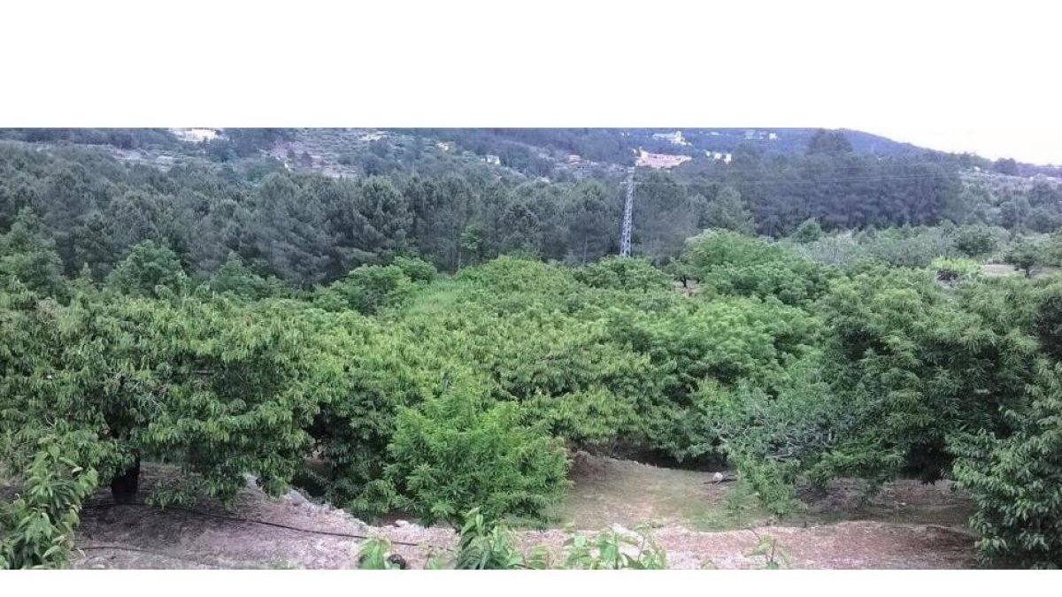 Cerezos en el Valle del Tiétar ante una cosecha recortada por la meteorología.-A.G.