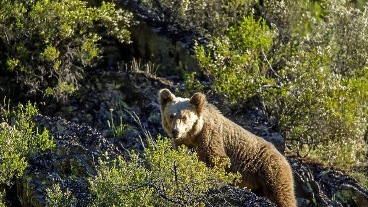 Imagen genérica de oso pardo en la carretera de Valdeprado-METRÓPOLI