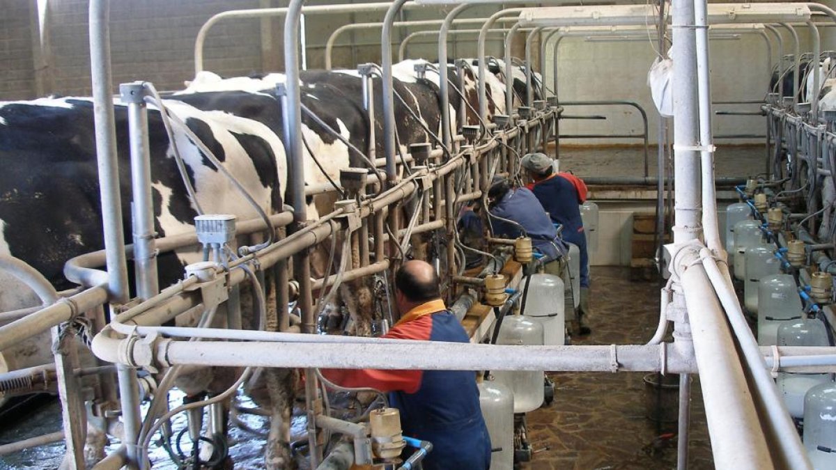 Trabajadores realizan labores de ordeño en una explotación de vacas frisonas de la Comunidad.-departamento producción animal Facultad Veterinaria de León