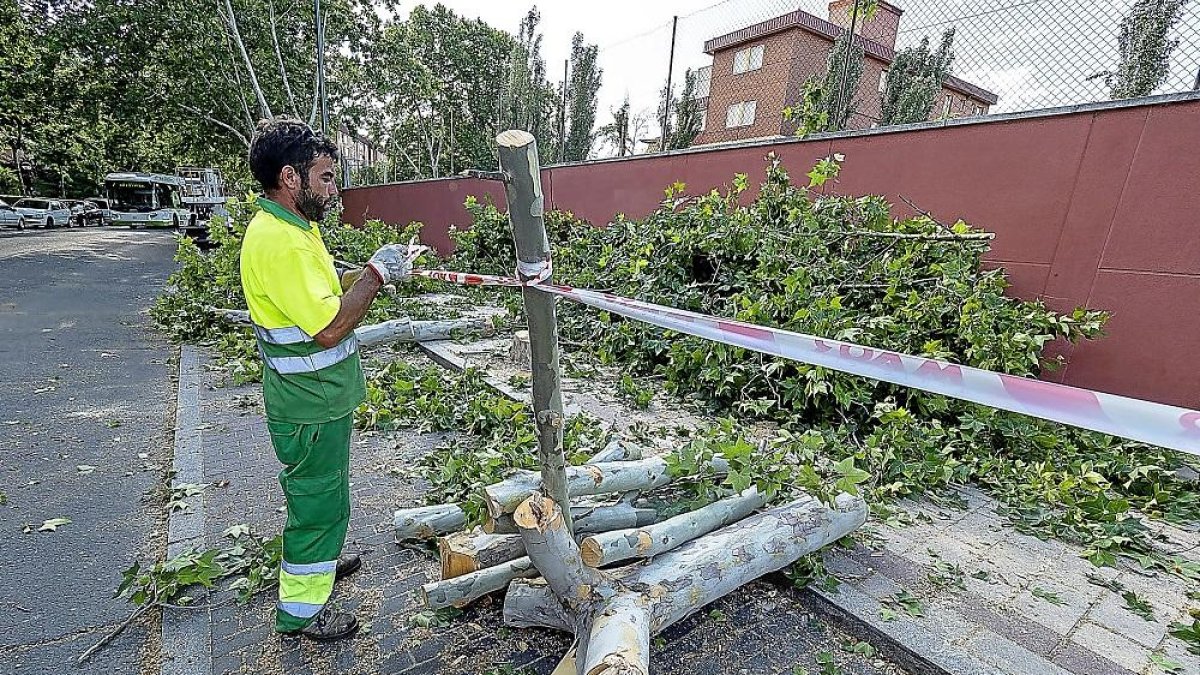 Un operario precinta ayer la zona de árboles talados para la construcción del túnel de la calle Andrómeda.-P. REQUEJO