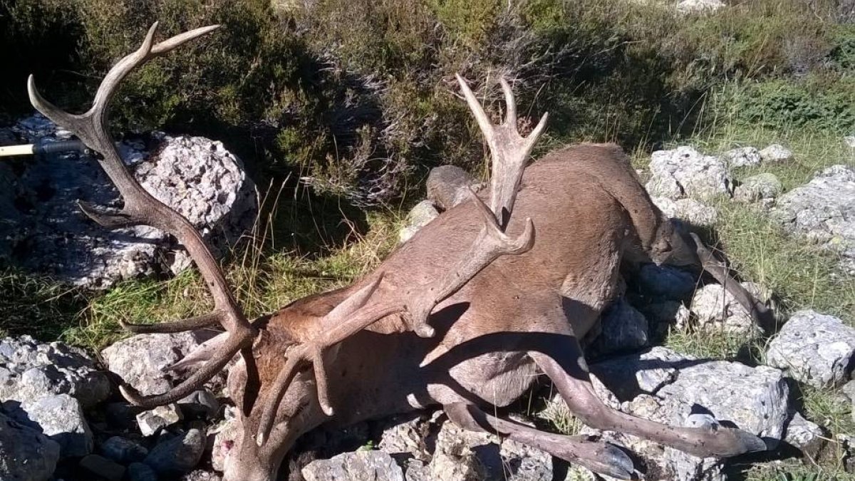Ciervo abatido en la Reserva Regional de Caza de Riaño, por dos personas sorprendidas por la Guardia Civil sin contar con la correspondiente autorización y precinto necesarios.-ICAL