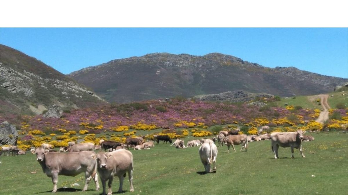 Vacas pastando en un prado de la Montaña Palentina.-EL MUNDO