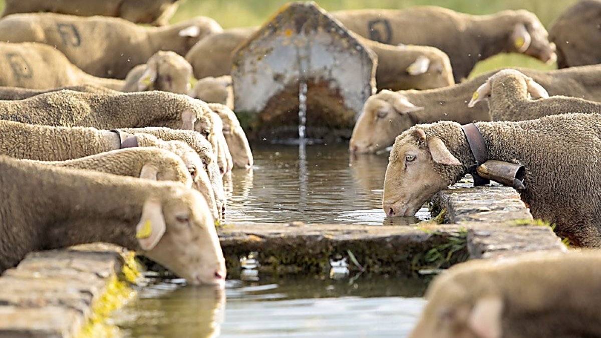 Trashumancia a su paso por El Valle de las Casas (León)