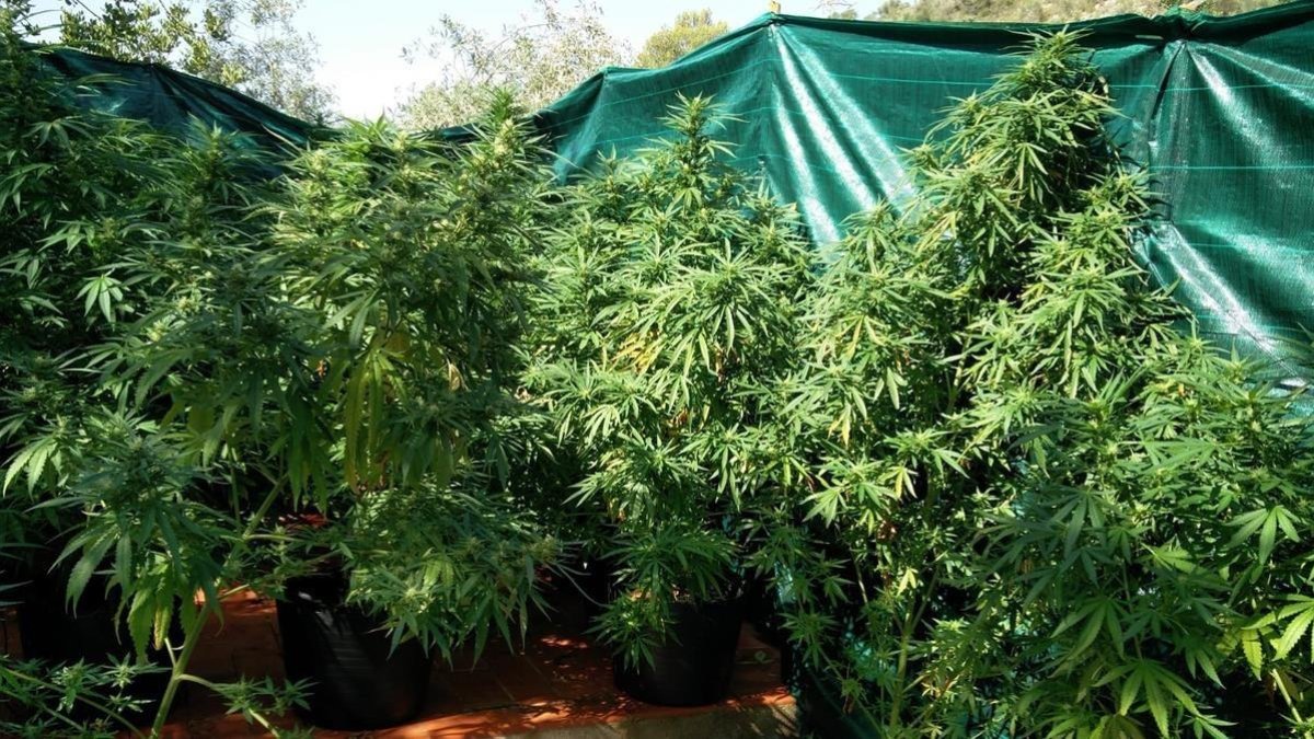 Ejemplares de plantas de marihuana-