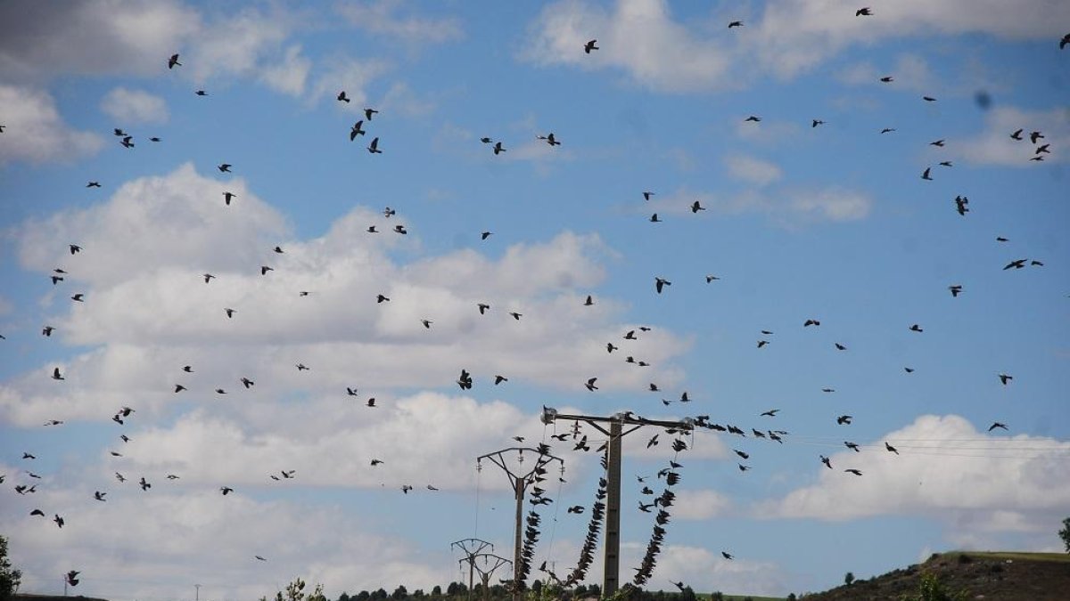 Palomas torcaces en el coto vallisoletano de Simancas, la última primavera.-LEONARDO DE LA FUENTE