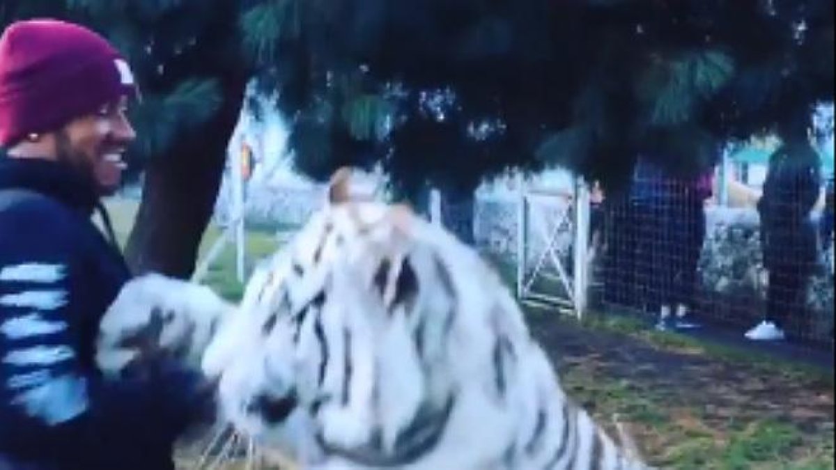 Lewis Hamilton juega con un gran tigre blanco en una fundación que rescata animales en México.-TWITTER / LEWIS HAMILTON