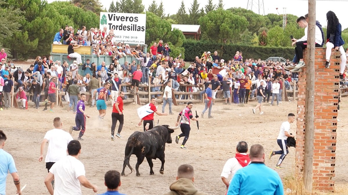 Encierro del Toro de la Vega el pasado día 13 / ICAL