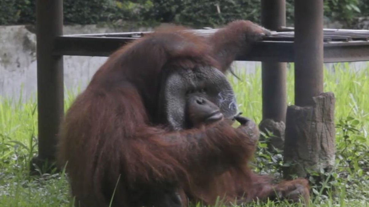 Ozon, el orangután del zoo de Bandung (Indonesia), tristemente famoso por fumar la colilla lanzada por un turista.-DA (AP)
