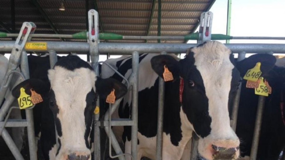 Explotación de ganado vacuno | E.M.